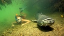 M&auml;dchen mit gro&szlig;em Waller, auch Europ&auml;ischem Wels (silurus glanis) in einem Fluss in Deutschland