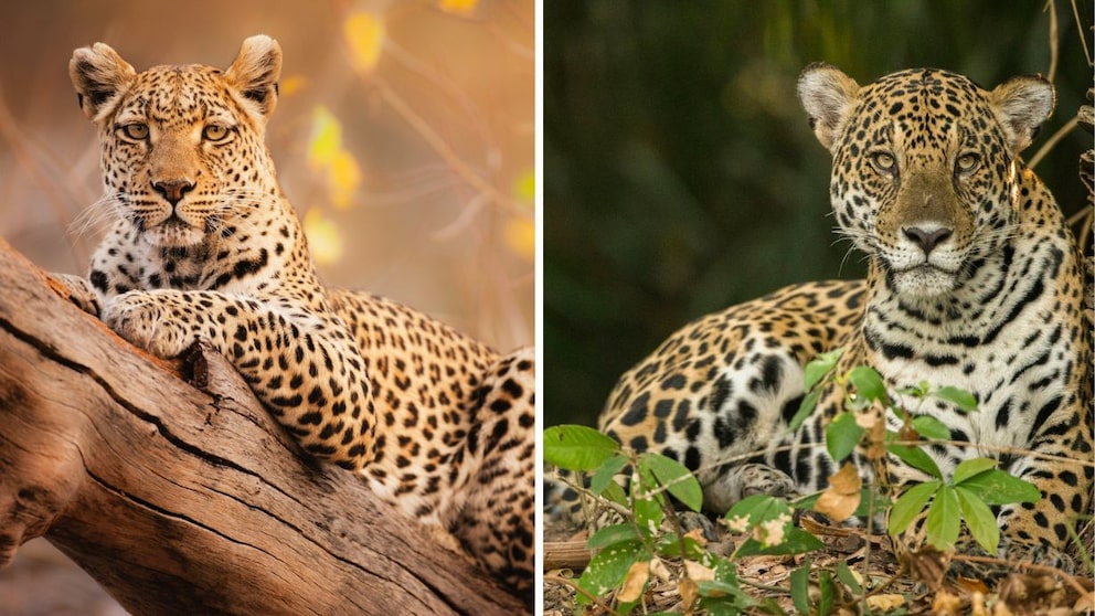 Collage von Jaguar Neben Leopard