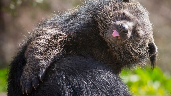 Binturong
