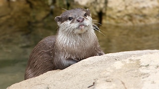 Zwergotter