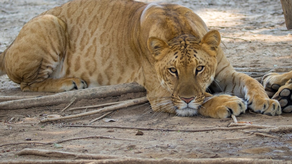 Liger liegt auf dem Boden im Schatten