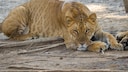 Liger liegt auf dem Boden im Schatten