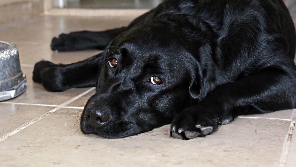 Blähungen Hund