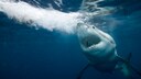 Wei&szlig;er Hai schwimmt mit offenem Maul durchs Wasser, Nasenl&ouml;cher gut sichtbar