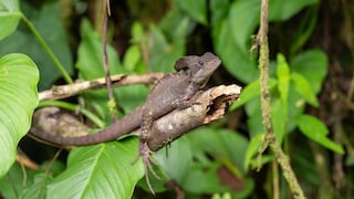 Helmbasilisk auf einem Ast im Regenwald