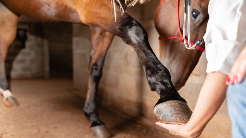 Veterinärin kontrolliert Pferd auf Hufrehe