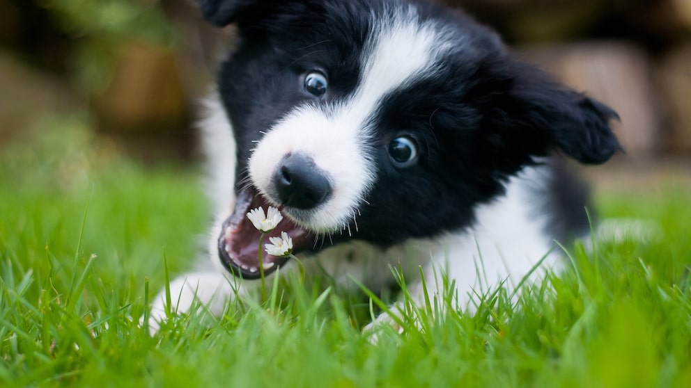 3 Monate alter Border Collie-Welpe, der nach Gänseblümchen schnappt