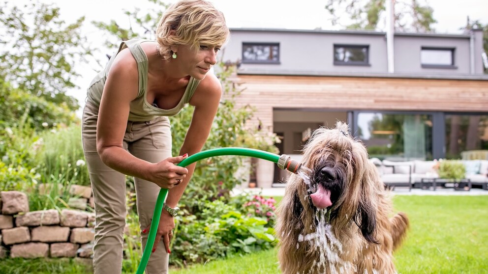 Hund Garten