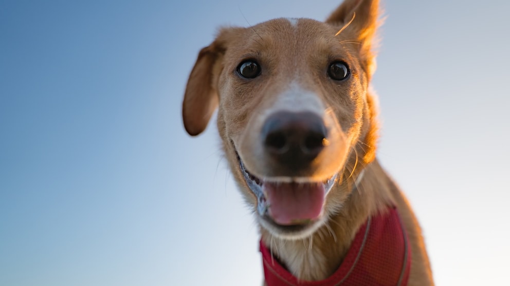 Dog Happiness Index