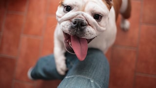 Eine Englische Bulldogge, die eindeutig nach Qualzucht aussieht, springt am Bein der Halterin hoch