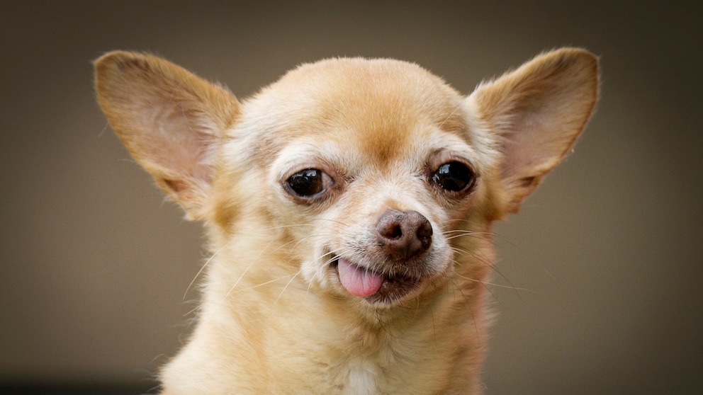 Chihuahua grinst mit Zunge aus dem Maul