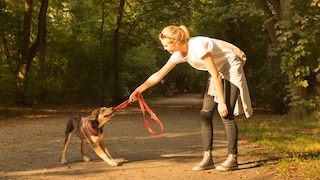 Hund beißt in Leine und zeiht daran