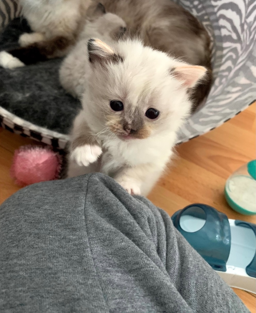 Pebbles als Kitten