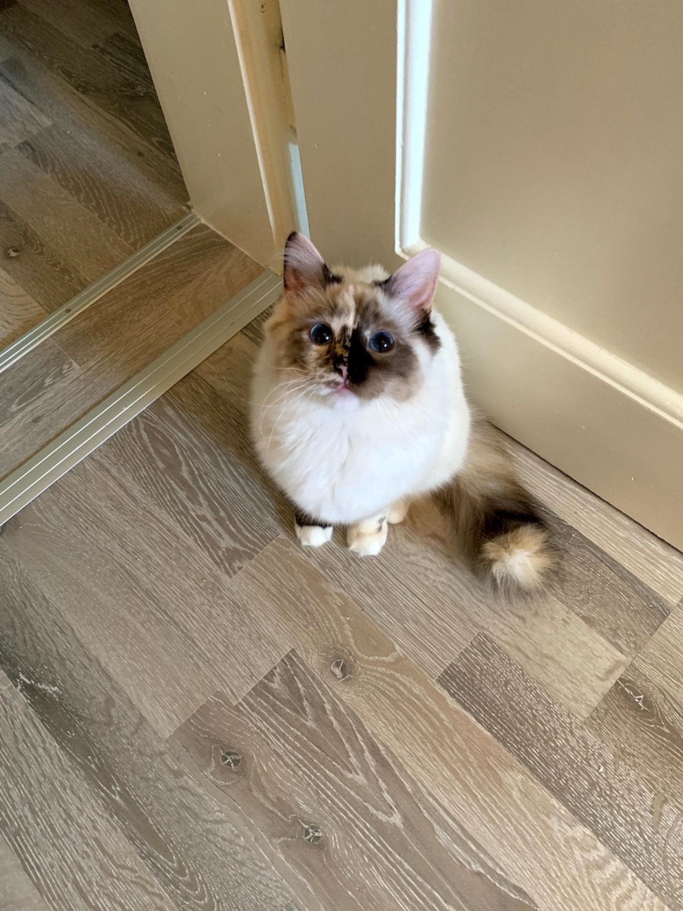 Katze Pebbles' Zeichnung wurde nach ein paar Monaten immer deutlicher