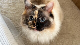 Katze Pebbles mit ihrem dreifarbigen, zweigeteilten Gesicht