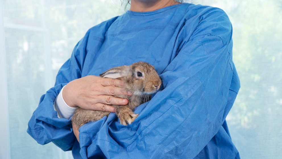 Ein Kaninchen ist auf dem Arm einer Tierärztin und zeigt Anzeichen von Schmerzen