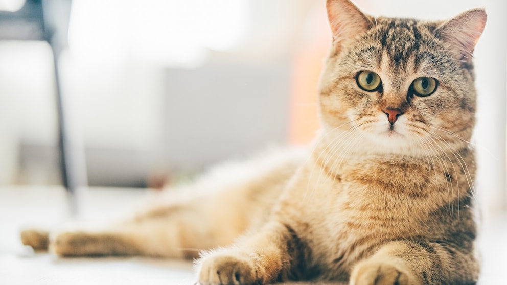 Eine Katze guckt ungläubig in die Kamera