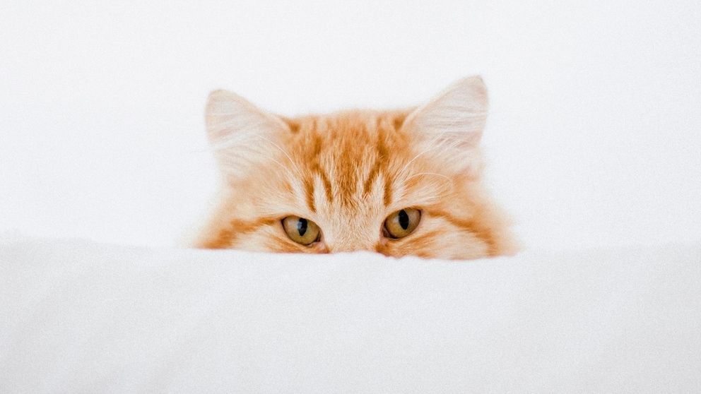 Katze schaut hinter einem Kissen hervor