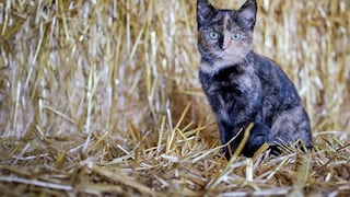 Katze im Stroh