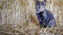 Katze im Stroh
