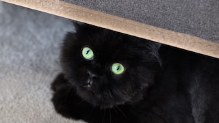 Schwarze Katze versteckt sich unter Möbelstück