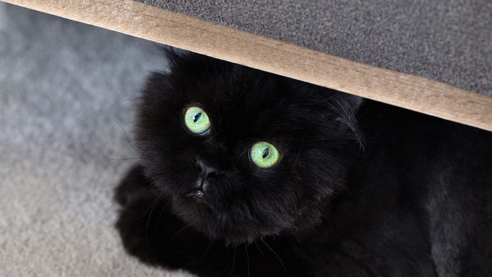 Schwarze Katze versteckt sich unter Möbelstück