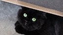 Schwarze Katze versteckt sich unter Möbelstück