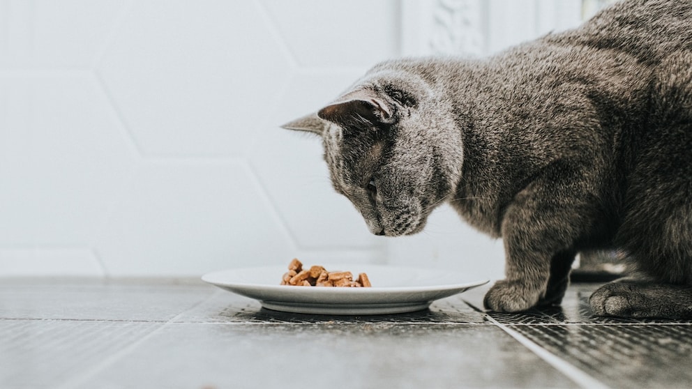 Graublaue Russisch-Blau-Katze vor einem Teller mit Nassfutter