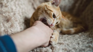 Katze beißt die Hand eines Menschen