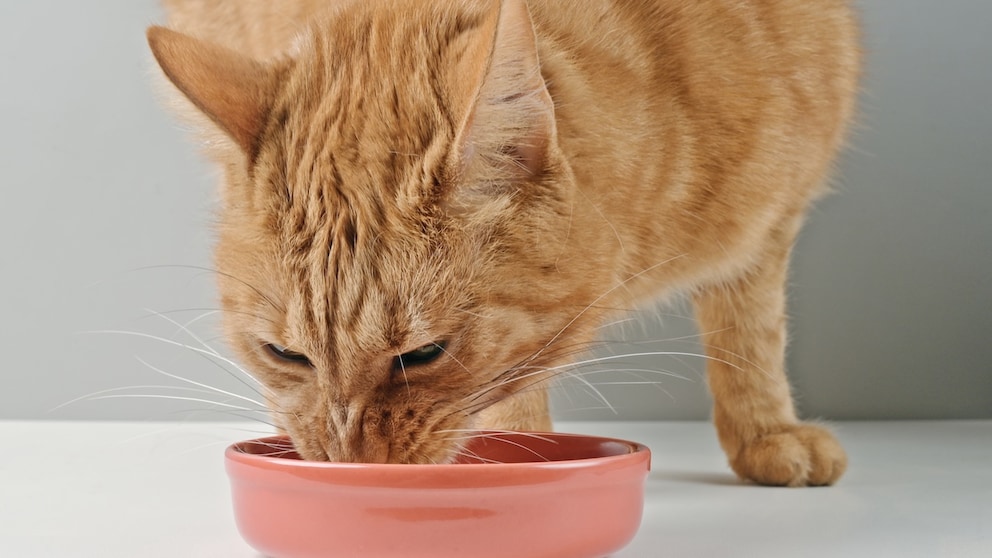 Orange katze frisst aus ihrem Napf