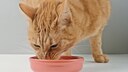 Orange katze frisst aus ihrem Napf