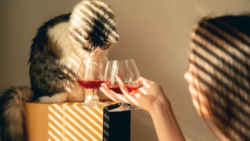 Katze schnüffelt an Rotwein