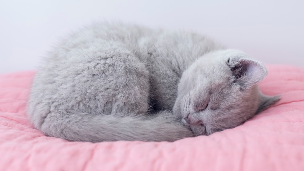 Kleine graue Katze schläft auf der linken Seite