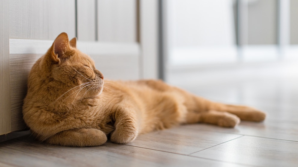 Katze schläft plötzlich woanders