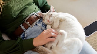 Katze liegt schnurrend auf dem Schoß der Halterin
