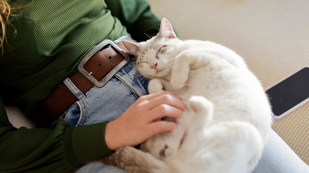 Katze liegt schnurrend auf dem Schoß der Halterin