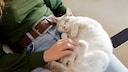 Katze liegt schnurrend auf dem Schoß der Halterin