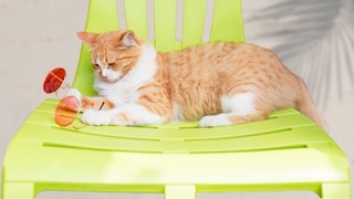 Oran ge Katze liegt auf grünem Plastikstuhl und spielt mit einer Sonnenbrille