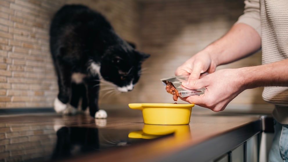 Katze schnüffelt an Nassfutter