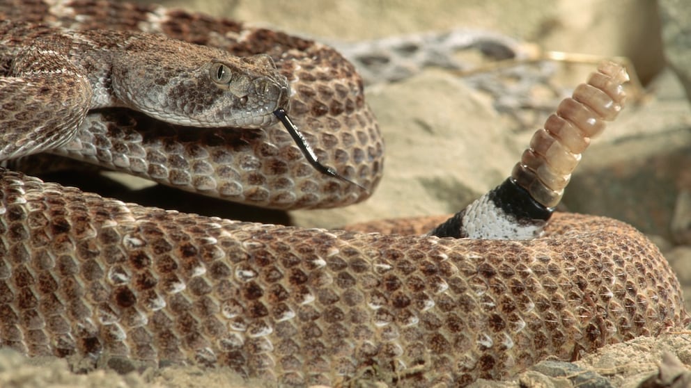 Texas-Klapperschlange, auch Westliche Diamant-Klapperschlange (Crotalus atrox)