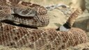 Texas-Klapperschlange, auch Westliche Diamant-Klapperschlange (Crotalus atrox)