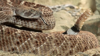 Texas-Klapperschlange, auch Westliche Diamant-Klapperschlange (Crotalus atrox)