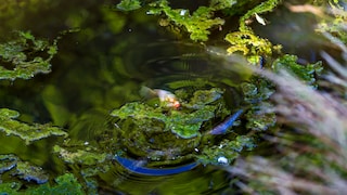 Karausche in einem Kleinteich