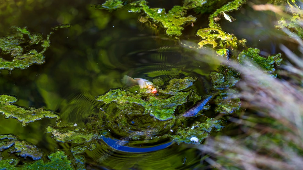 Karausche in einem Kleinteich