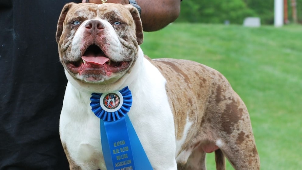 Der Alapaha Blue Blood Bulldog ist ein loyaler Wachhund mit seltener Herkunft