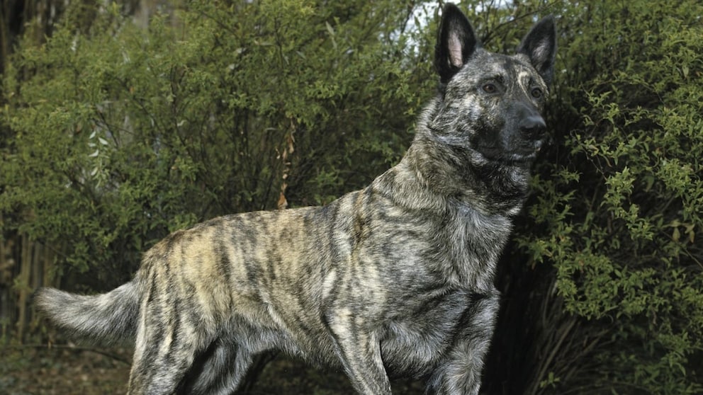 Der Holländische Schäferhund überzeugt mit Vielseitigkeit, Charakter und drei Felltypen – ideal für Kenner mit Erfahrung.