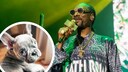 Rapper Snoop Dogg trauert um seinen Hund Juelz.