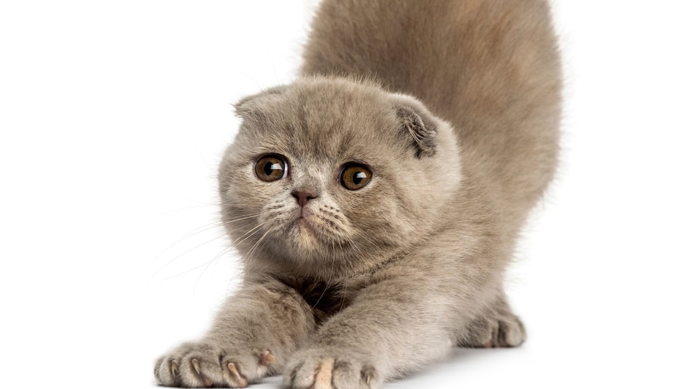 Eine junge Foldex-Katze streckt sich vor einem weißen Hintergrund