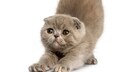 Eine junge Foldex-Katze streckt sich vor einem weißen Hintergrund