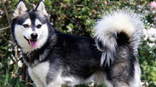 Der Alaskan Klee Kai ist eine relativ junge Hunderasse, die in den 1970er-Jahren in den USA entstand.